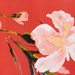 Colore: CORALLO ROSA