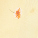 Colore: GIALLO PASTELLO