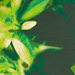 Colore: VERDE