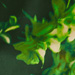 Colore: VERDE BOSCO LIME