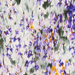 Colore: VIOLA VERDE