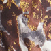 Colore: MARRONE GIALLO AVORIO